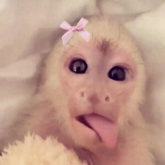 seci seci lulu
