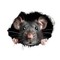 Ratz