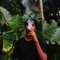 Saif Mohmed