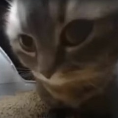 Chipi_Chipi_Chapa_Chapa