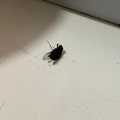 someshit