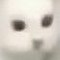 catcat228