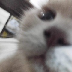 boo