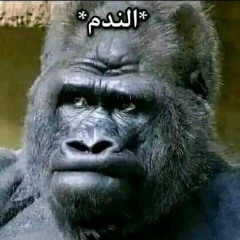 Hamdi El Sadany
