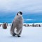 Curie The Music Penguin