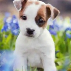 Dakota/happy/smart :)