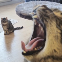 schabernack=-