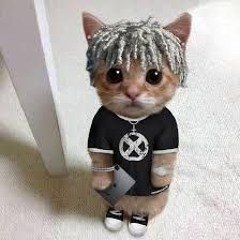 lil dishrag
