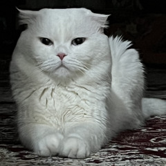 saeed.marangi