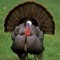 Turk3y