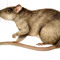 rattus norvegicus