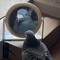 DJ Pigeon