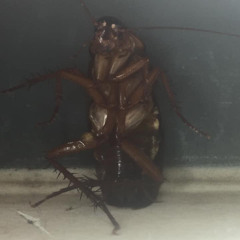 ngaykoem giotlesau