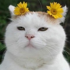 hay