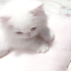 ぴぴ