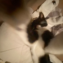 jack
