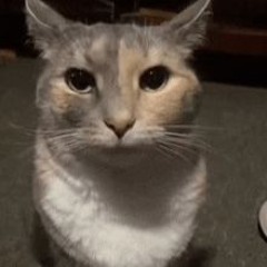 haryer, god of plastic spoons