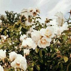 ~whiteroses~