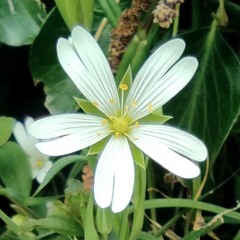 Stellaria Media