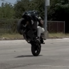 solo squid