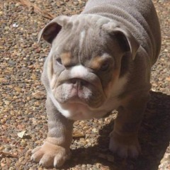 doozer