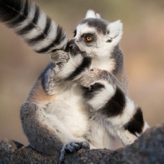 Juan Lemur