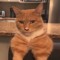 thatonecat