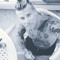 Andreas Andersson