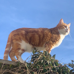 SKANKAT