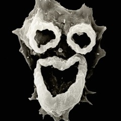 braineatingamoeba666