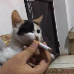 Jack ob