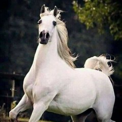 🐎شيخ العرب همام🐎