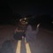 lemon_drop