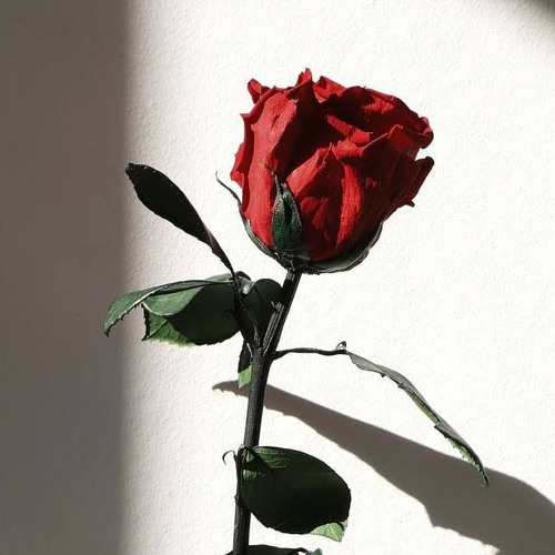 Stream rose. | Listen to audiobooks and book excerpts online for free ...