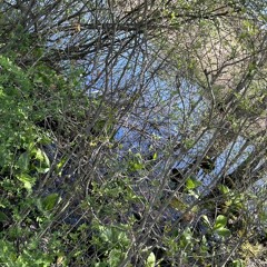 LyonsEmpireProductionzZ