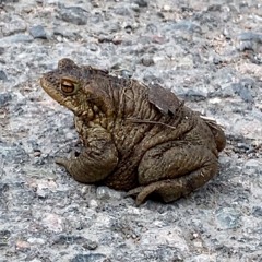schabowee