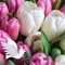 Tulip Flower