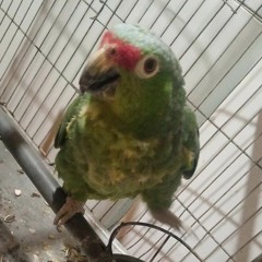 missaeo