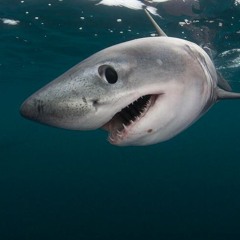 SHARKK95
