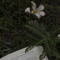 A.