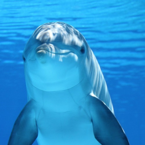 dolphinedreamtime’s avatar