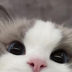 꿈결