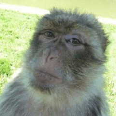 DJ MONKEYBALLS