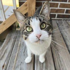 Bobby D