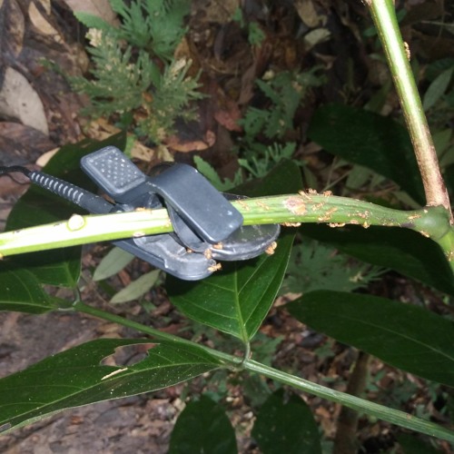 Stream 5 A Azteca sp2 Jezz MixPre by Atta.amazonas | Listen online for ...