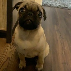 puggo