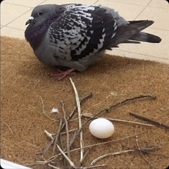Oli