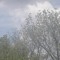 YOUNG_TREE98