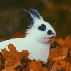 peep