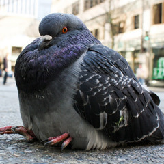 pigeon